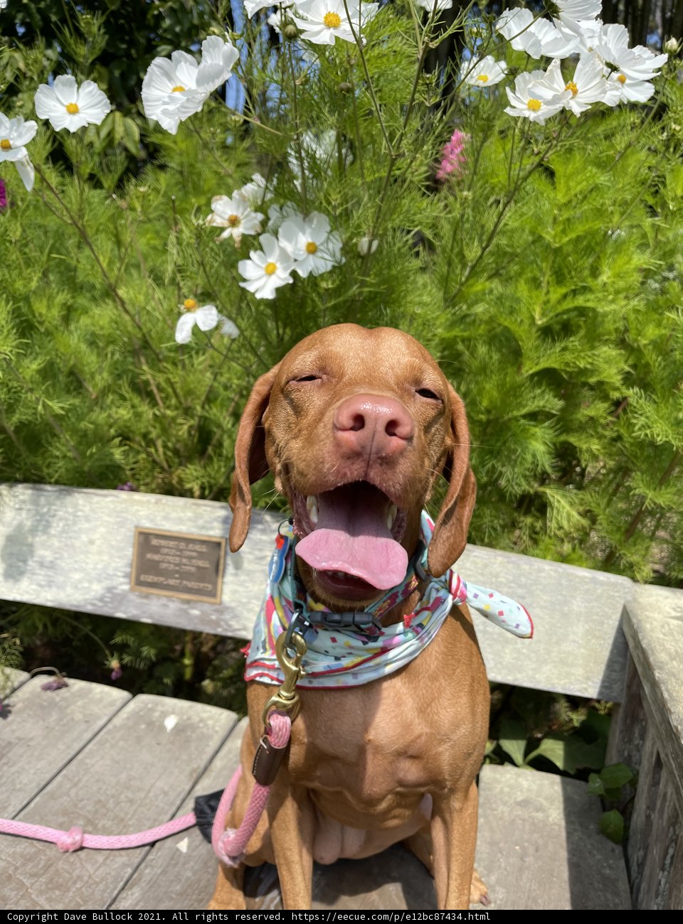 Canine Companion on a Potted Plant Bench