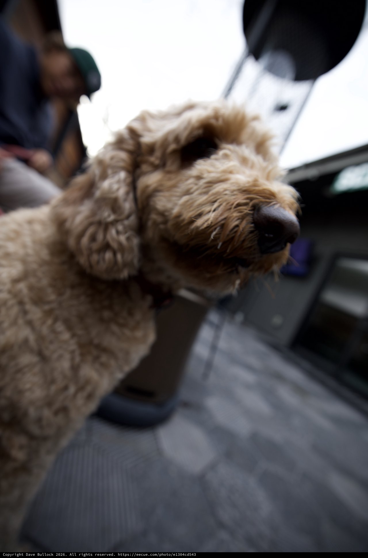 Curious Curly-Haired Dog Close-Up Portrait