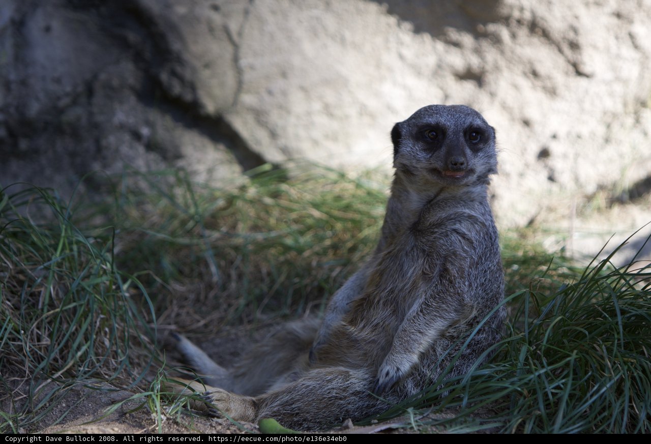 Relaxing Meerkat in the Prairies