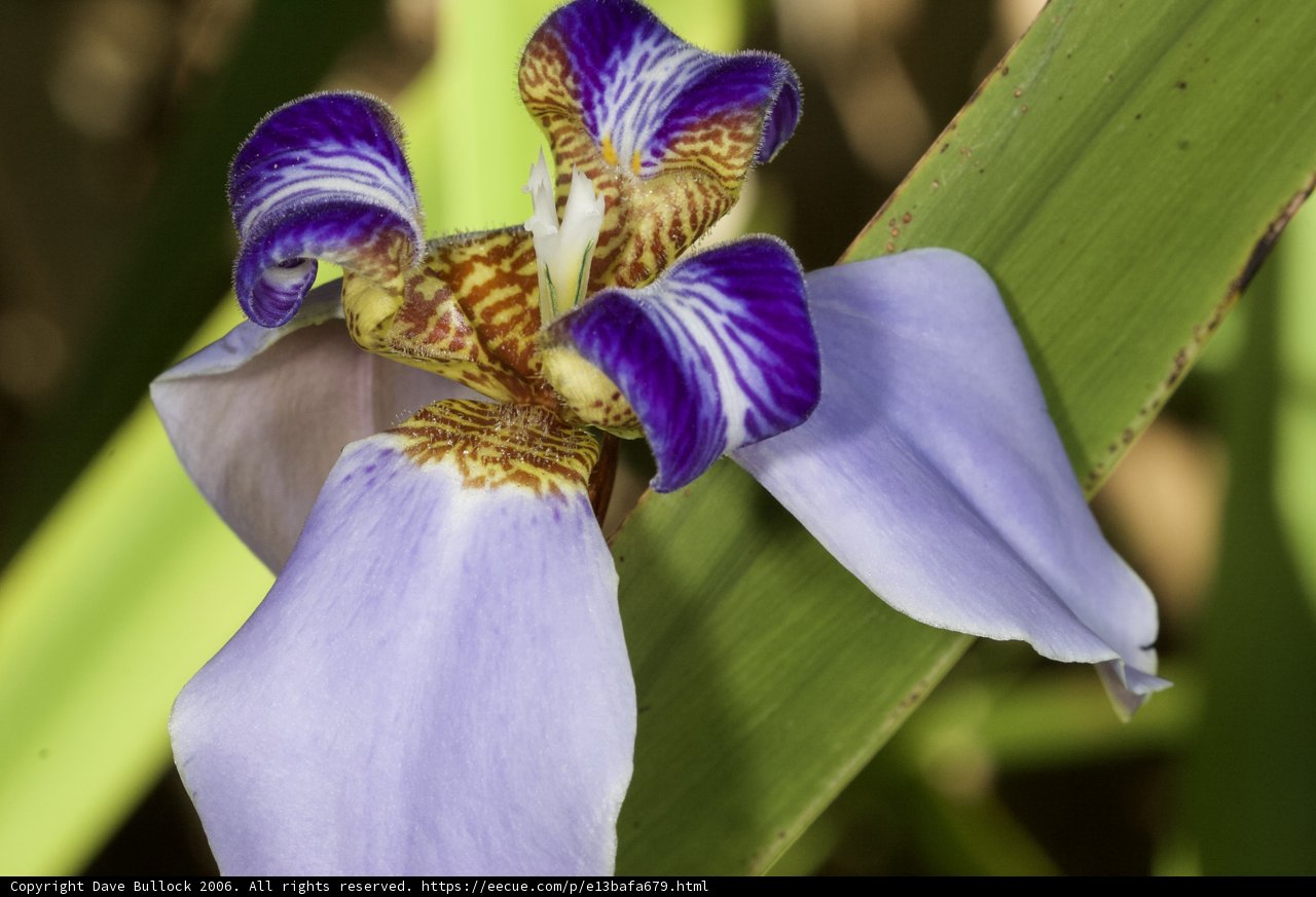 Purple and Yellow Iris Flower in Full Bloom