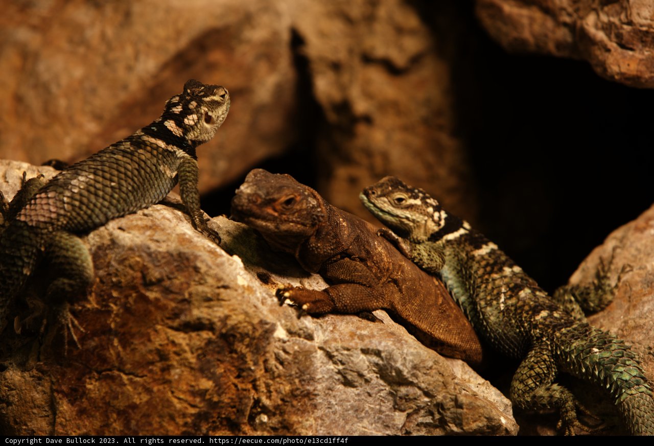 Triad Lizard Lounge