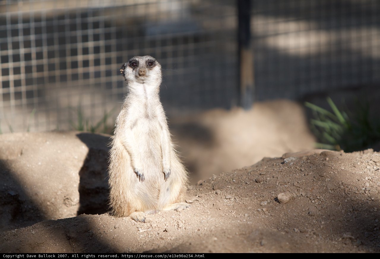 Meerkat on the Plains