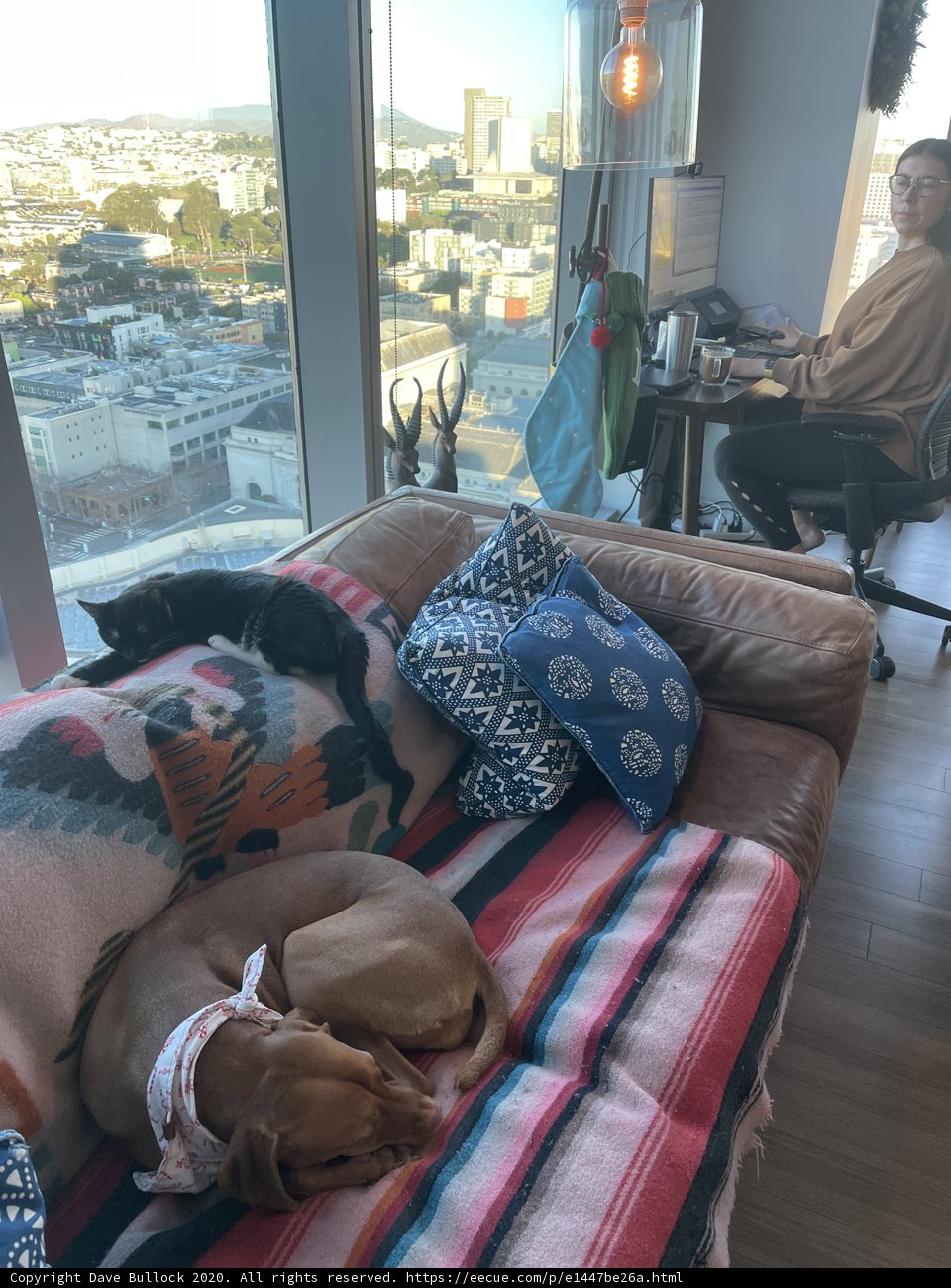 Cozy Naptime with a Furry Friend