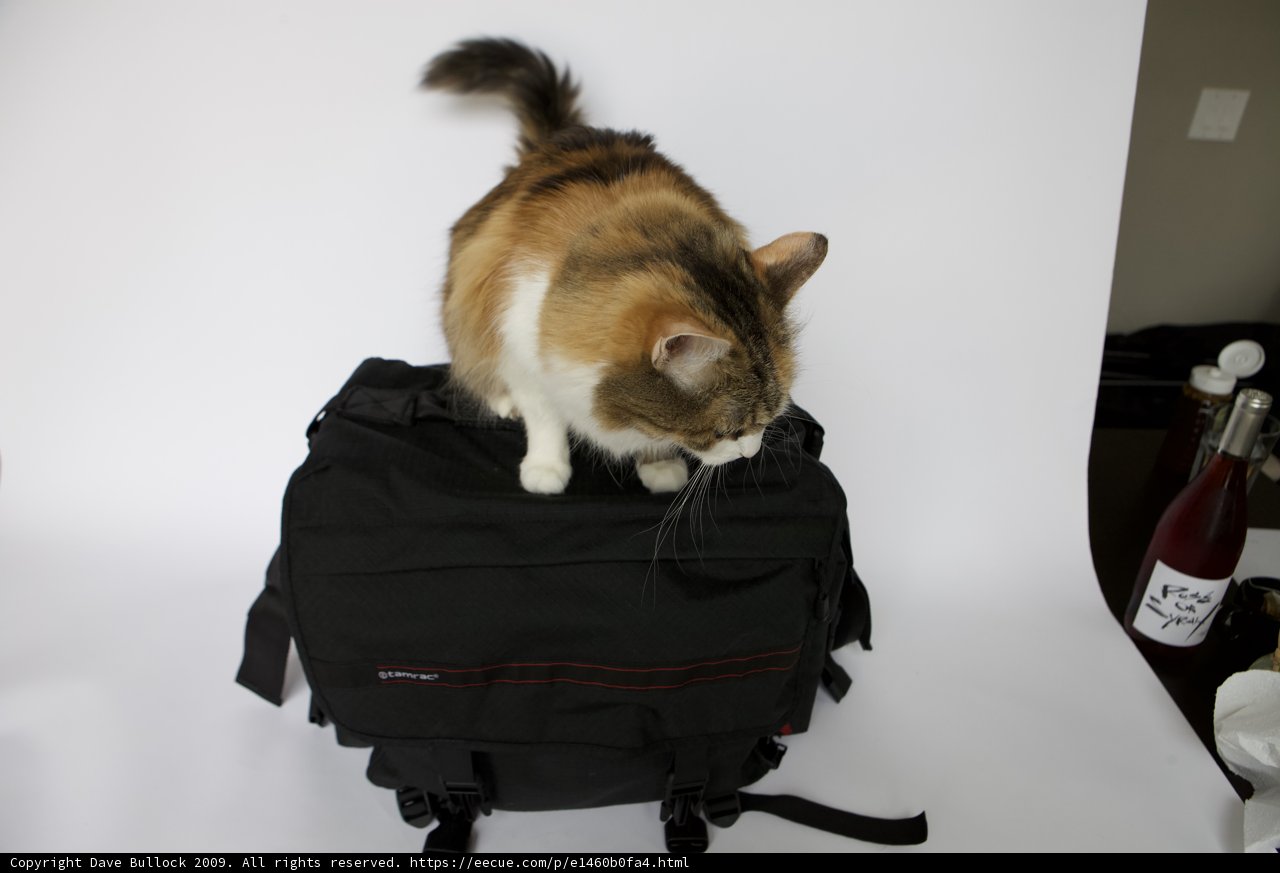 Feline Backpack Guardian