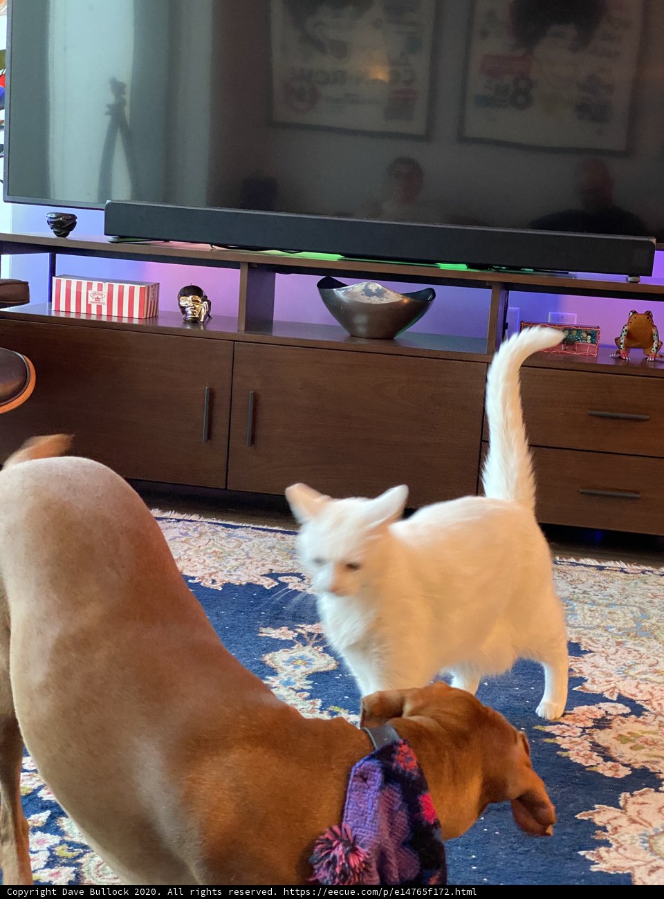 Playful Pals