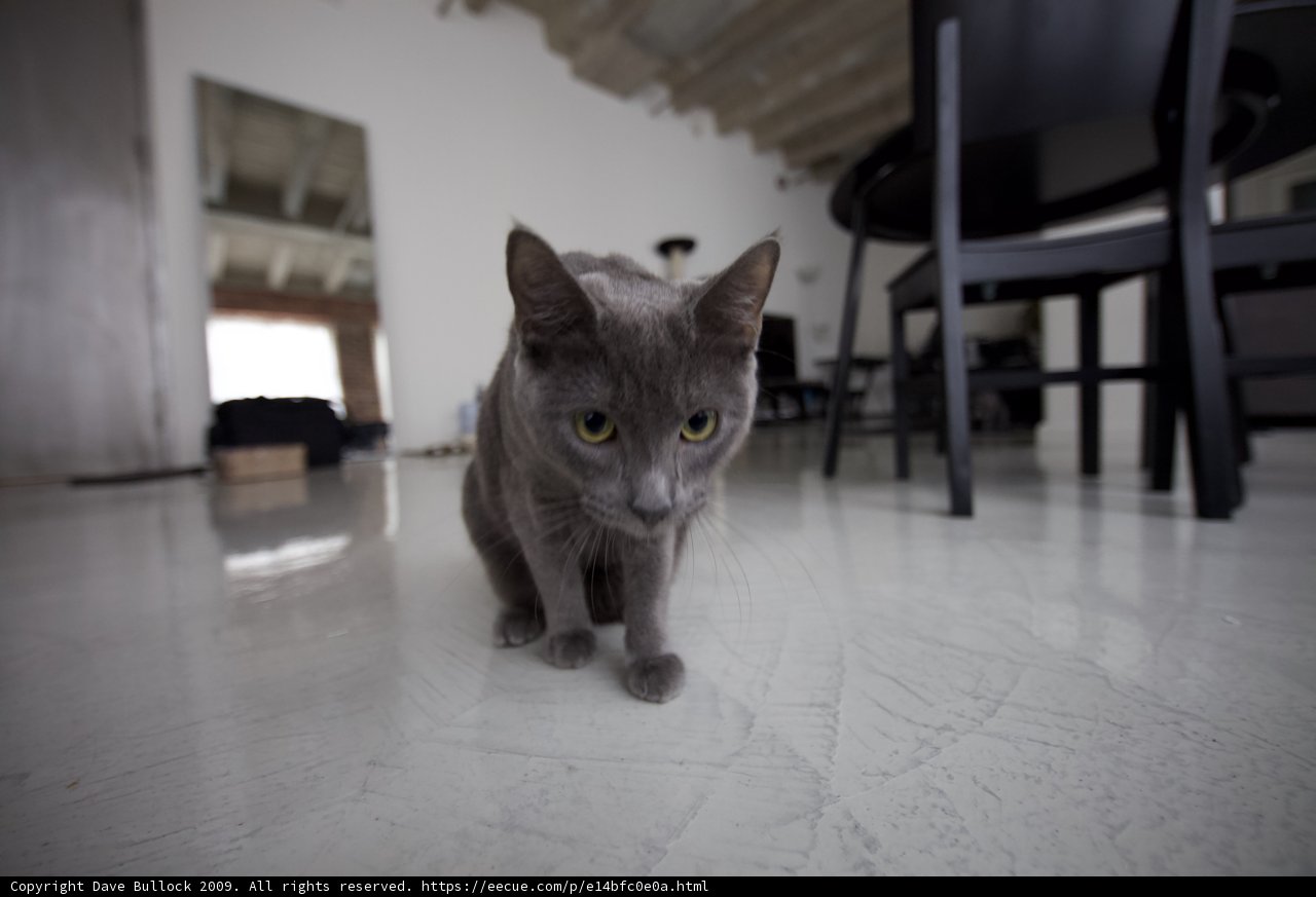 Gray Cat Relaxing on Hardwood Flooring