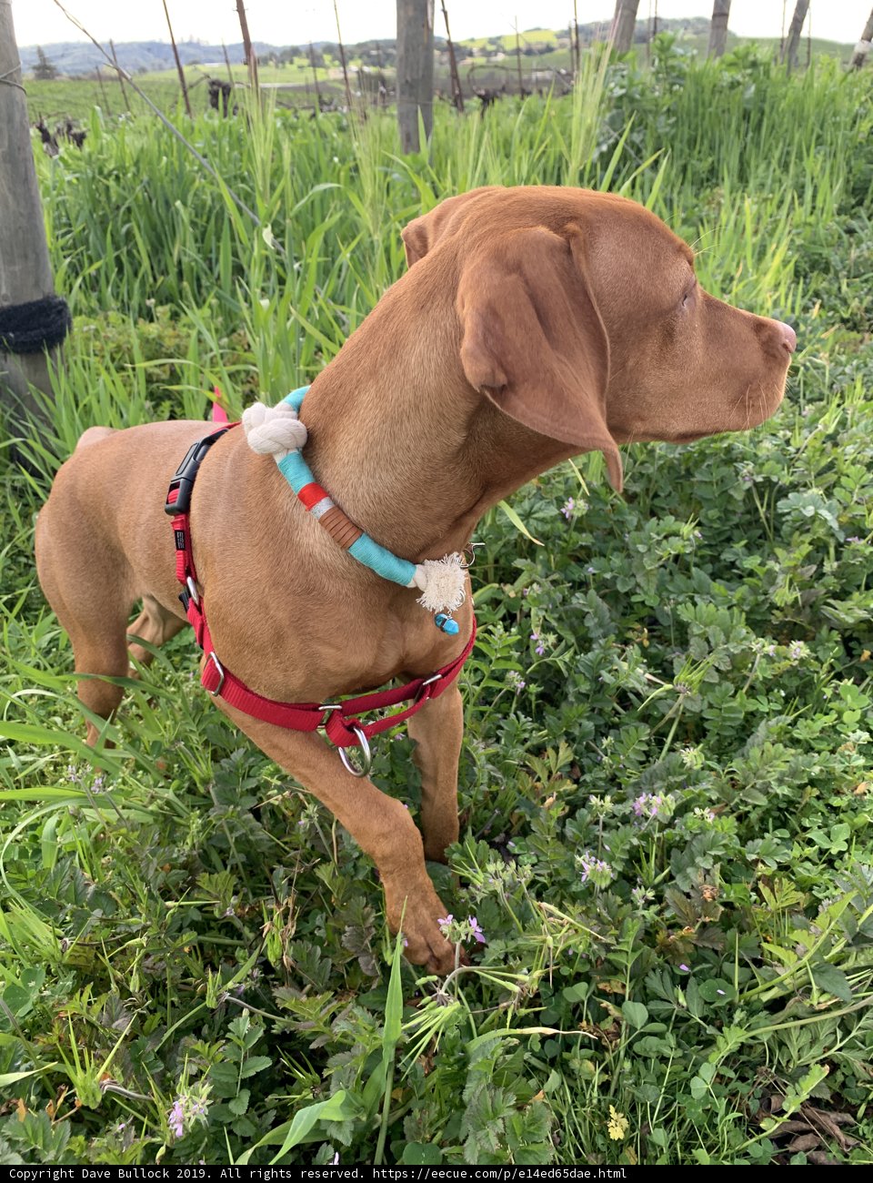 Colorful Canine Accessorized with Herbal Harness