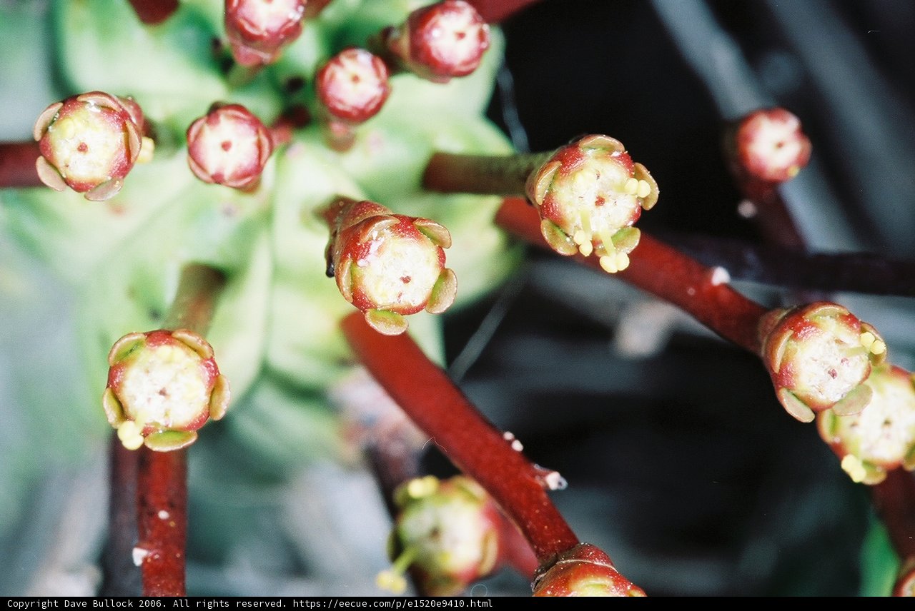 Budding Beauty