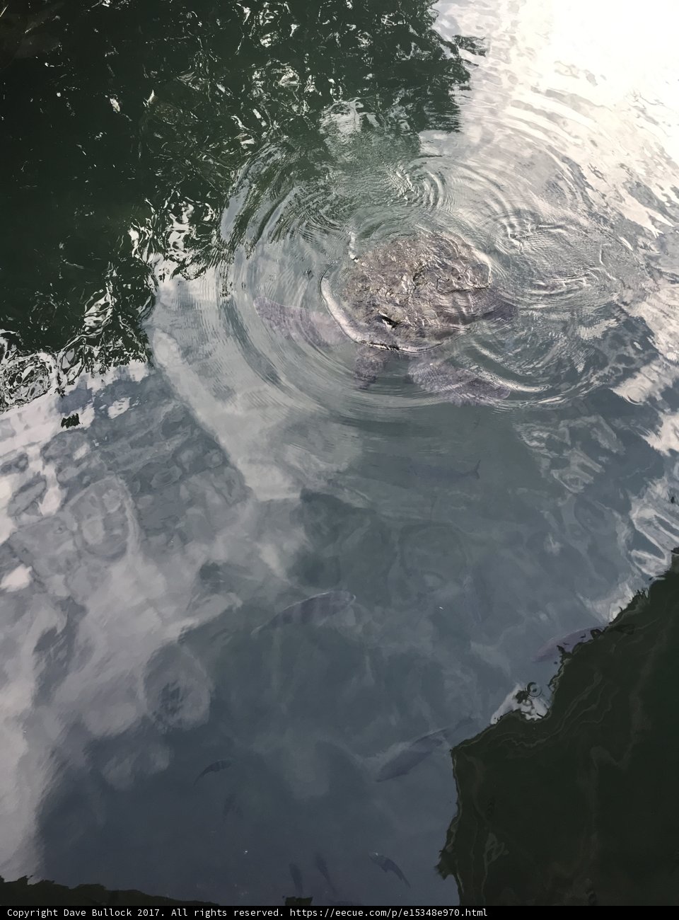 Serene Turtle in Nature
