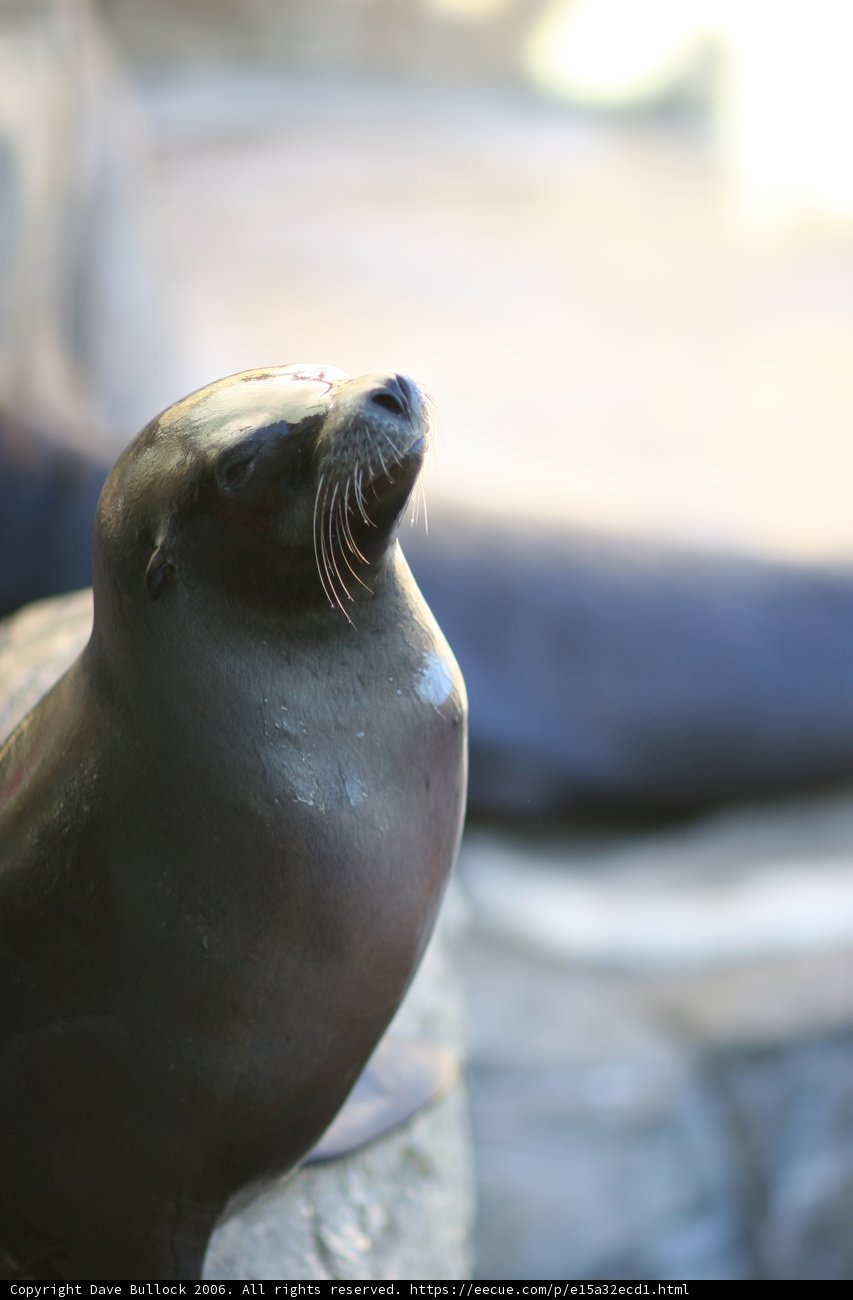 Sea Lion on a Rocky Throne