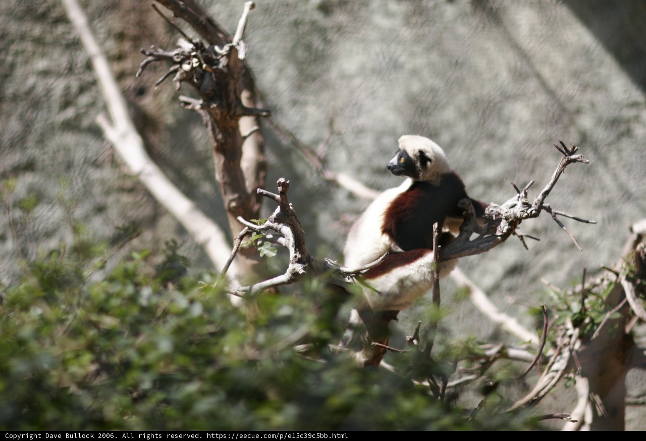 Red-rumped lemur in the Tree