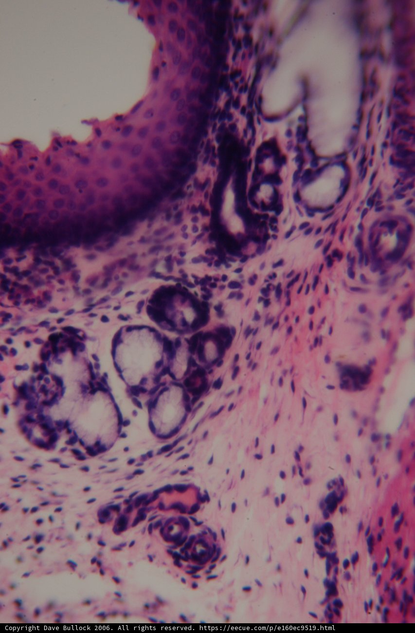 Purple Patterned Tissue