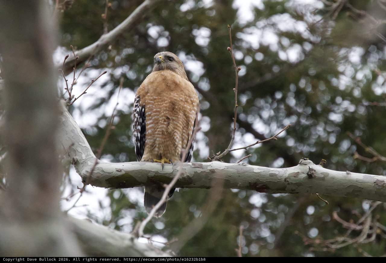 Red-Shouldered Hawk Perched on Winter Branch