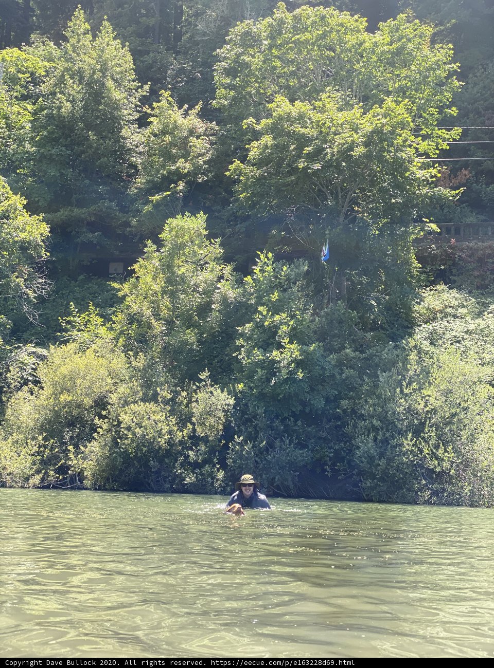 Floating in the Forest