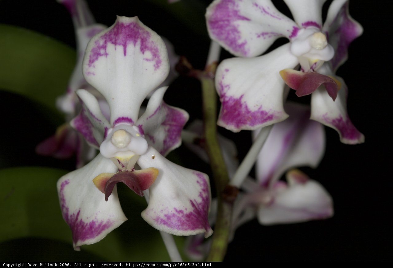 The Beauty of Orchids