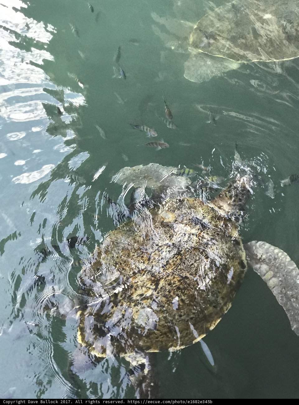 Sea Turtle Swimming with Fish in Cancún
