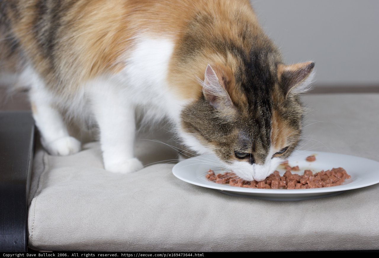 Dinner Time for a Manx Cat