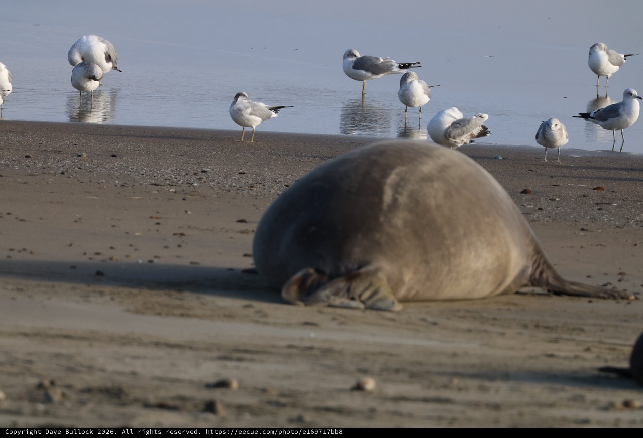 Elephant Seal Pup Resting Among Seagulls at Beach