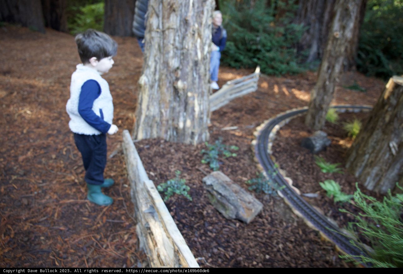 Exploring the Enchanted Woodland