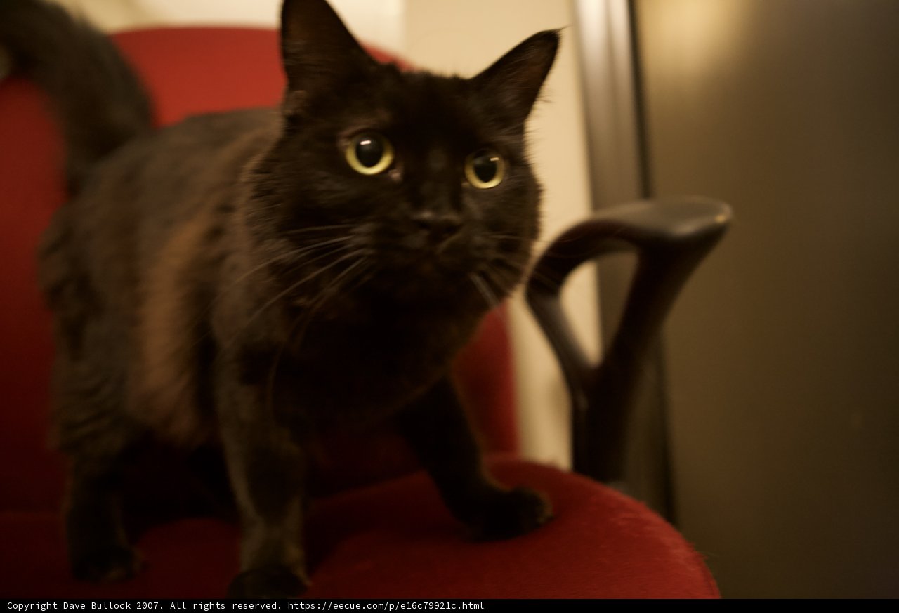 Black Cat on a Red Armchair