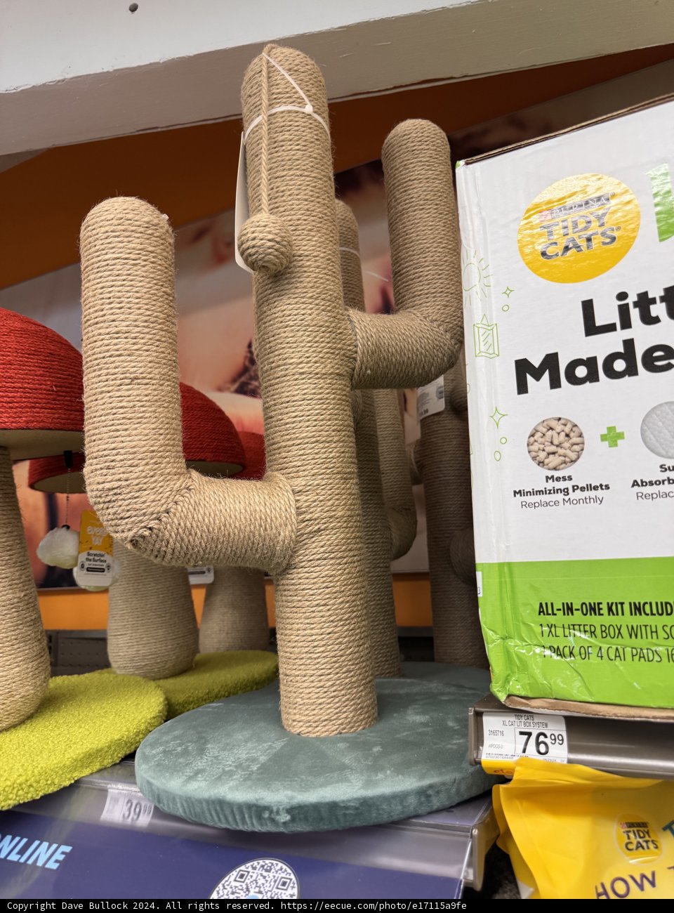 Creative Cat Cactus