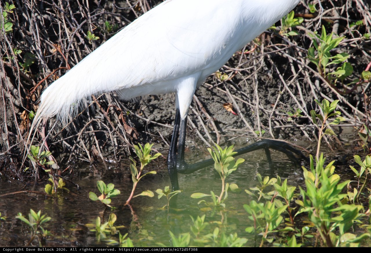 Great Egret Foraging in Shallow Wetland Waters