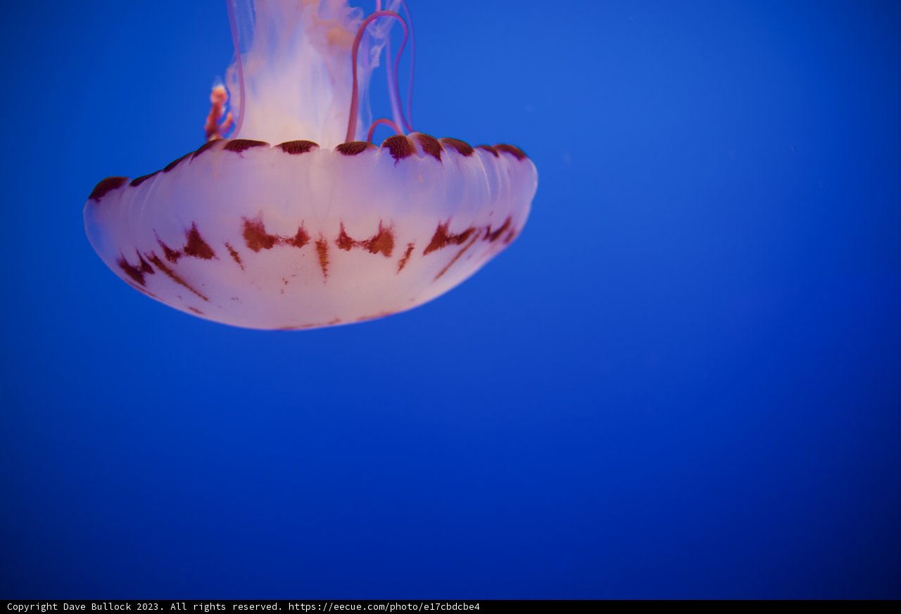 Serenity in Motion: The Ocean Ballet