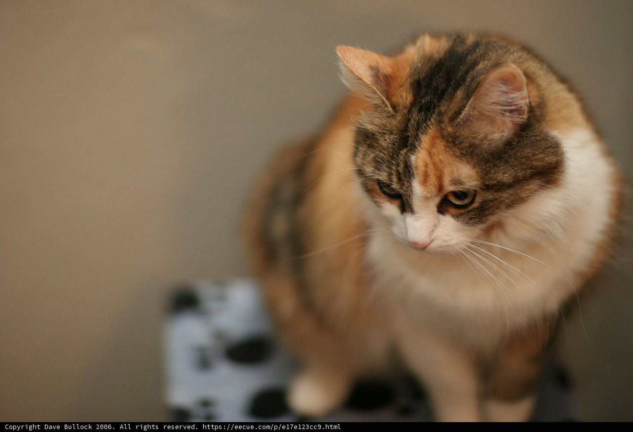 Curious Cat on a Box