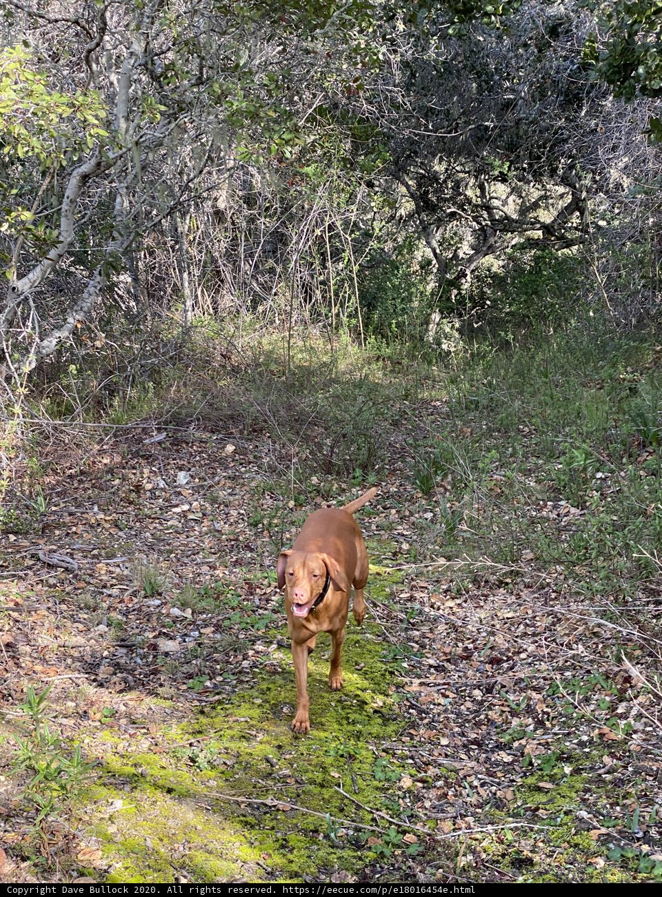 A Vizsla Ventures Through a Verdant Grove