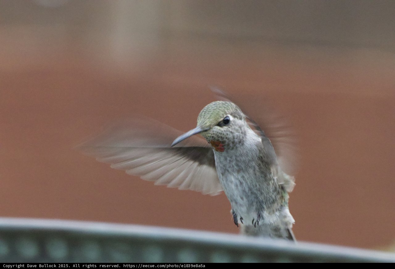 Winged Jewel in Motion