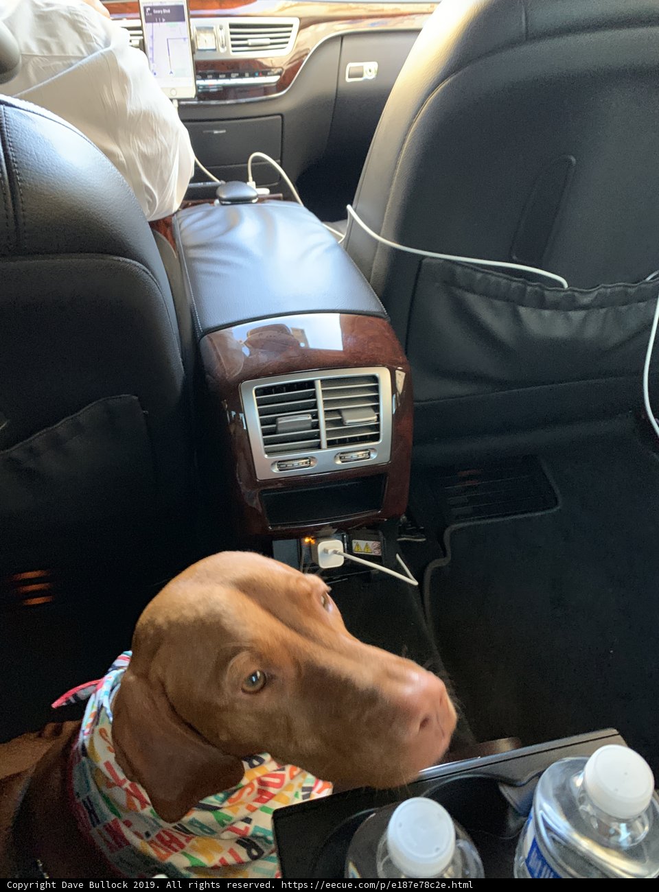 Furry Backseat Rider