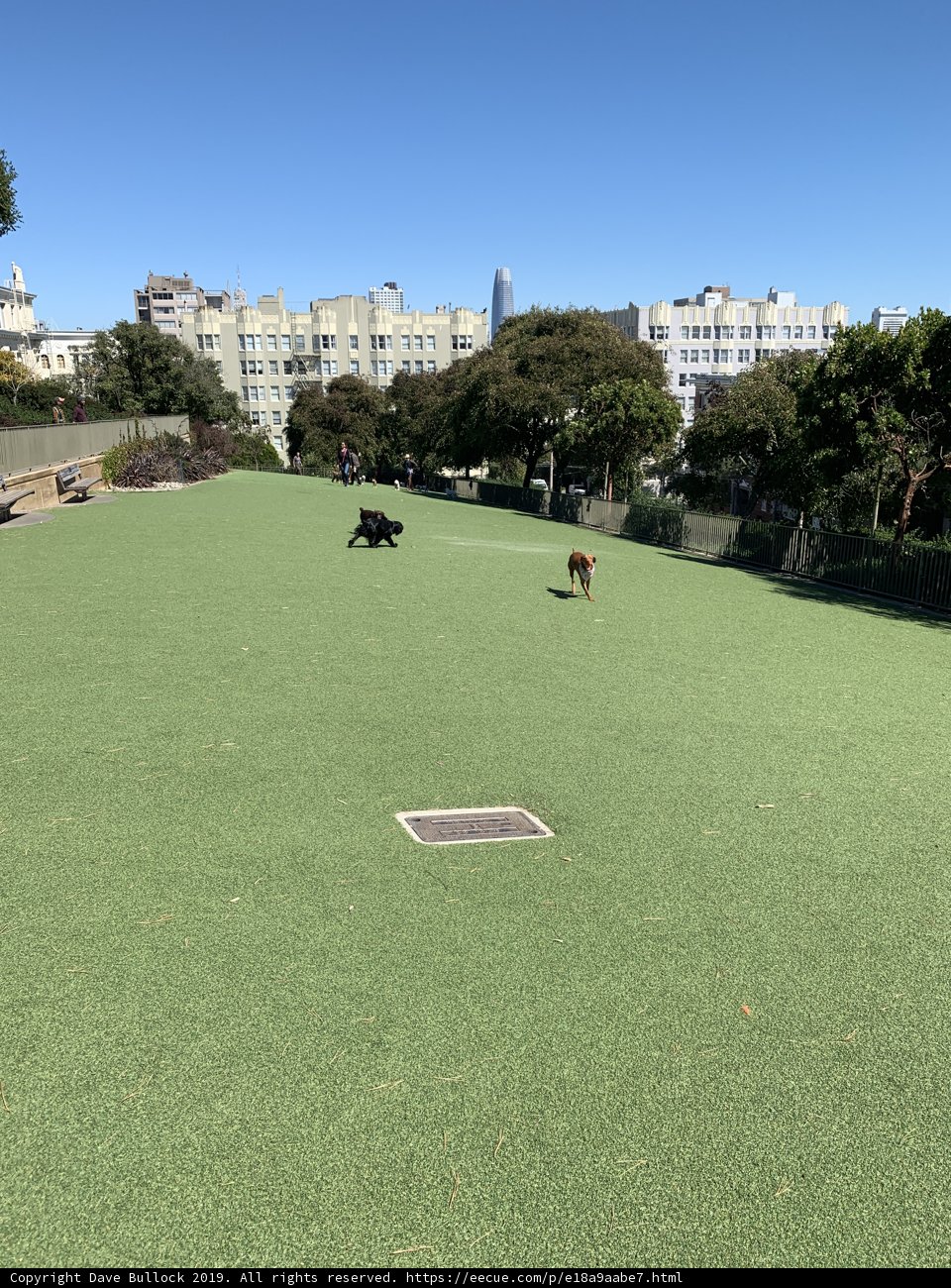Puppy Playtime in the Park