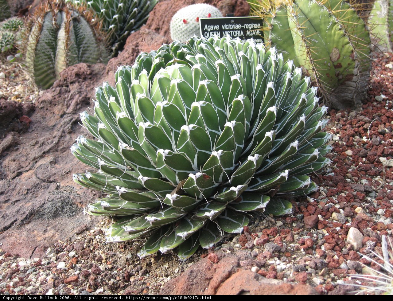 Blooming Cactus