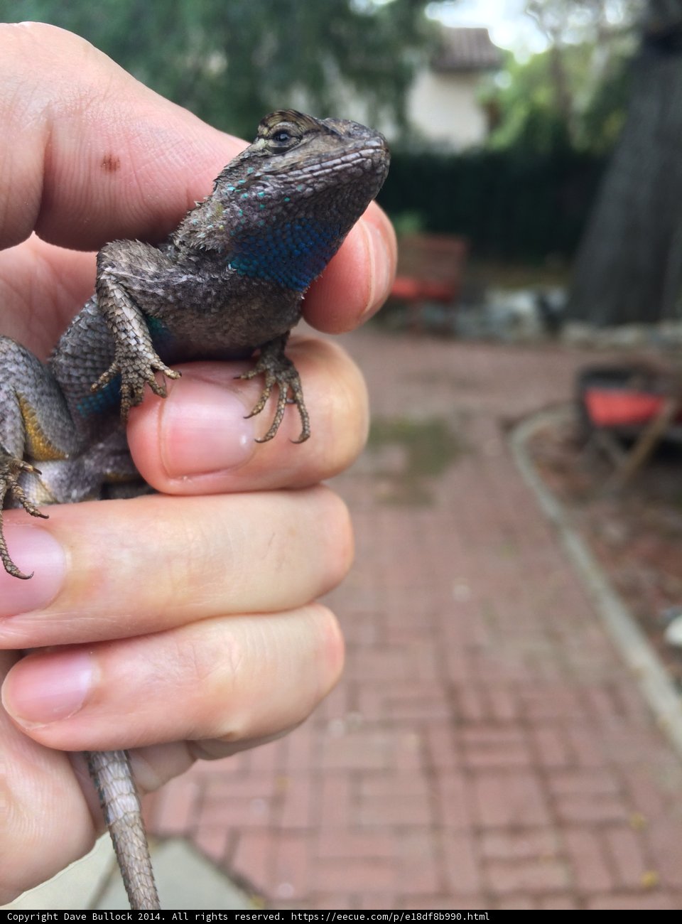 Reptilian Companionship