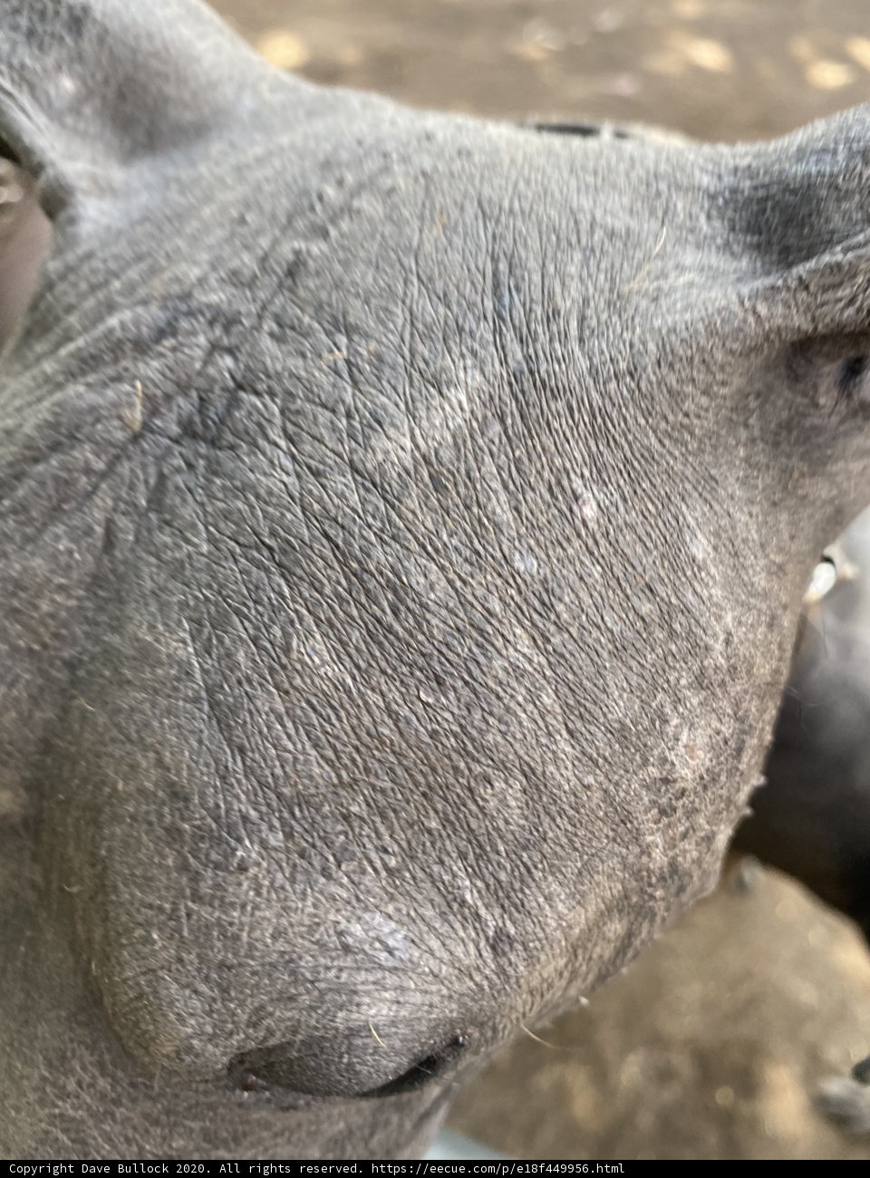 Furry Friend with a Stylish Collar