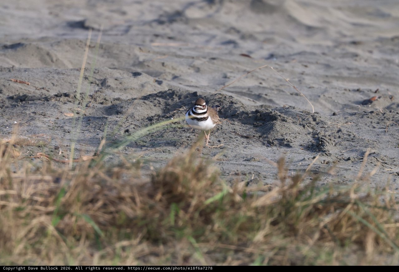Killdeer Standing Alert on Muddy Ground