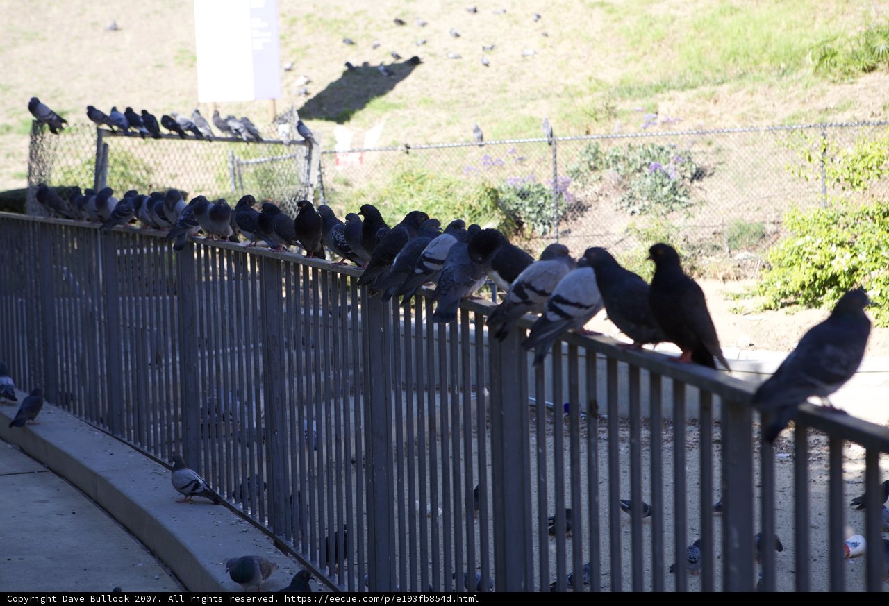A flock of feathered friends