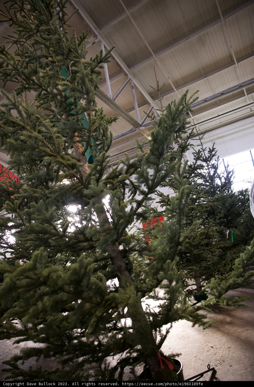 Festive Moments at Fort Mason