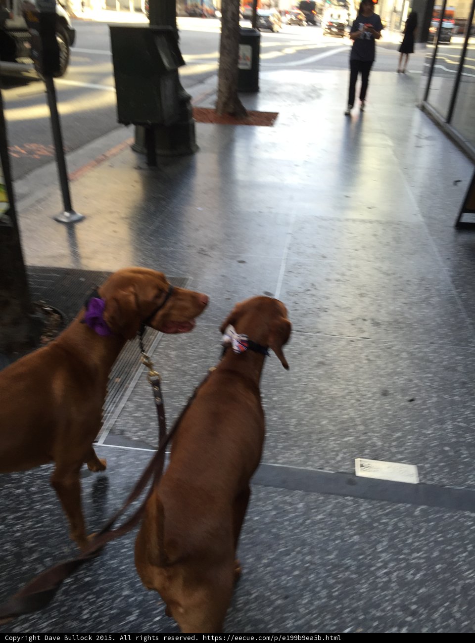 Two Canine Companions