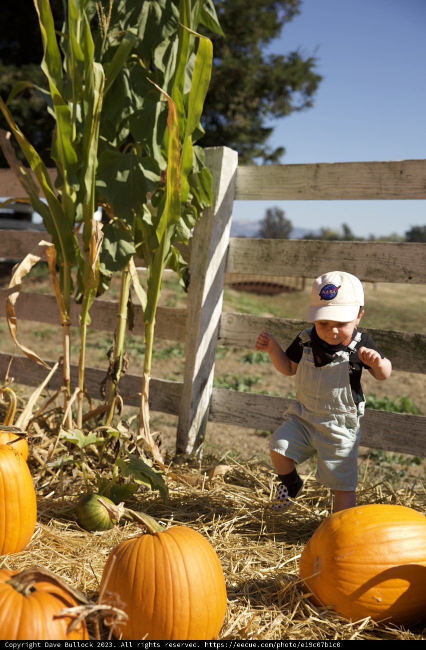 Wesley's Pumpkin Patch Adventure