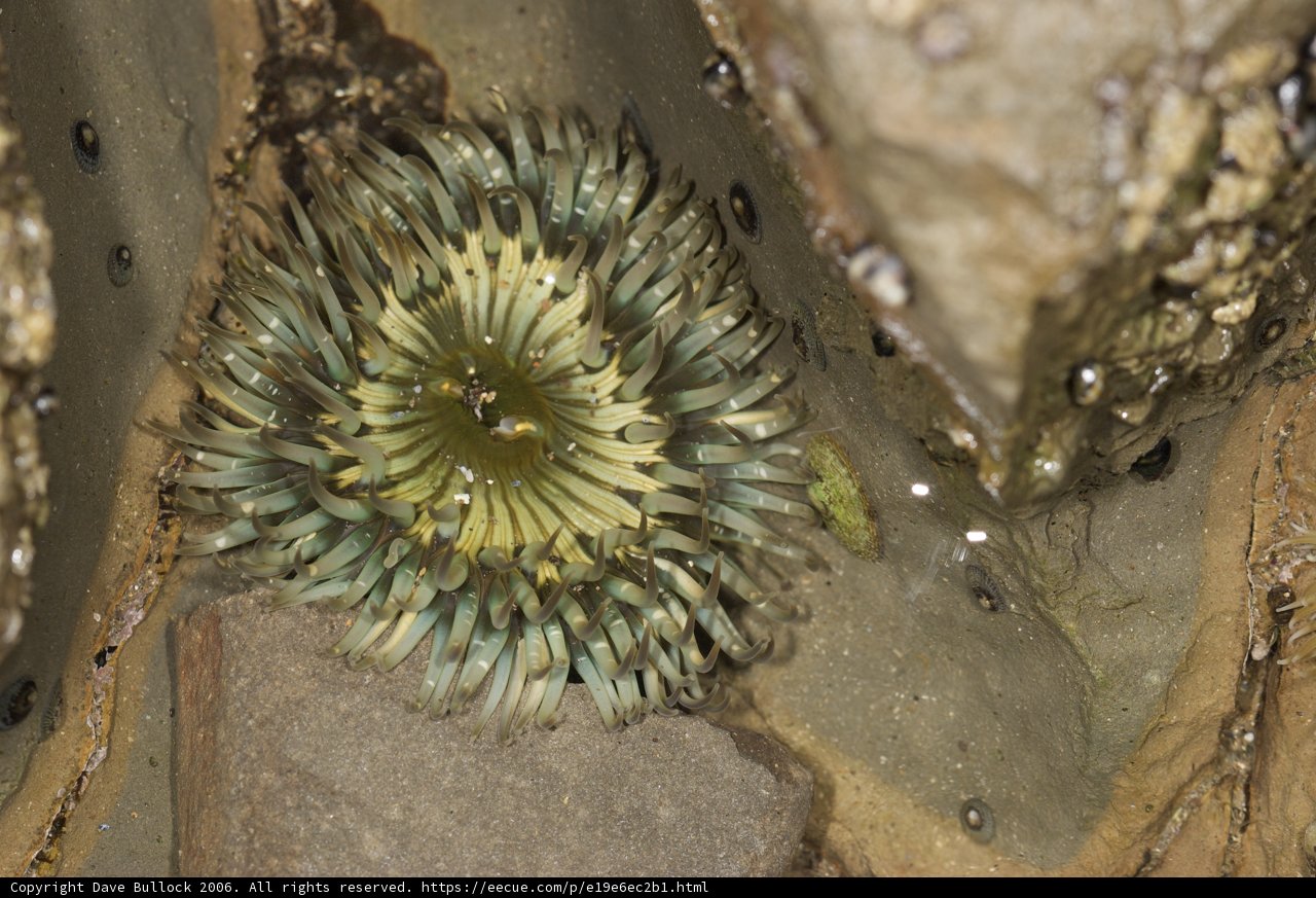 Sea Anemone Bloom