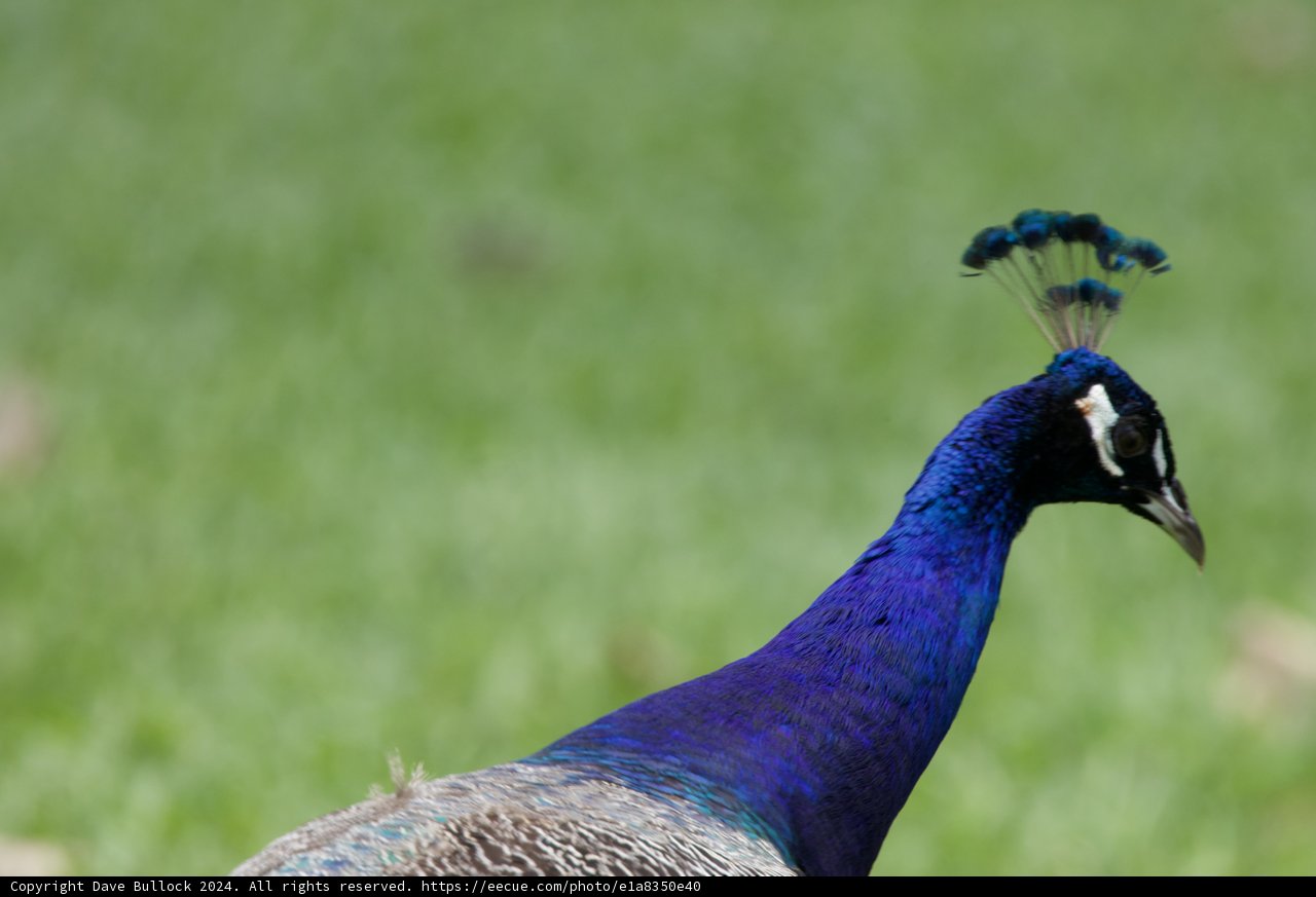 Majestic Aura of a Peacock