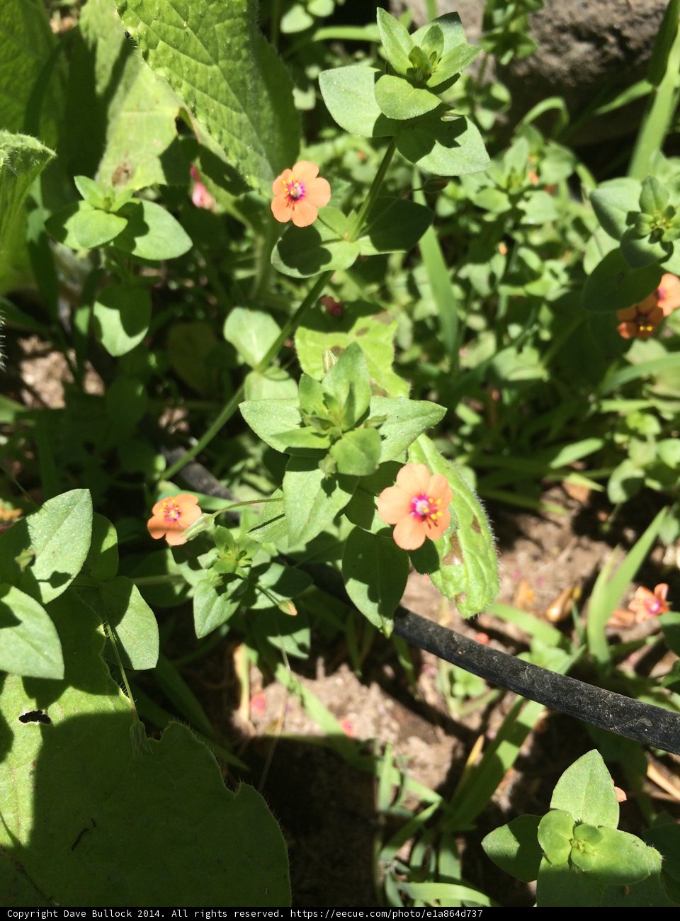 Sunny Geranium Blossom