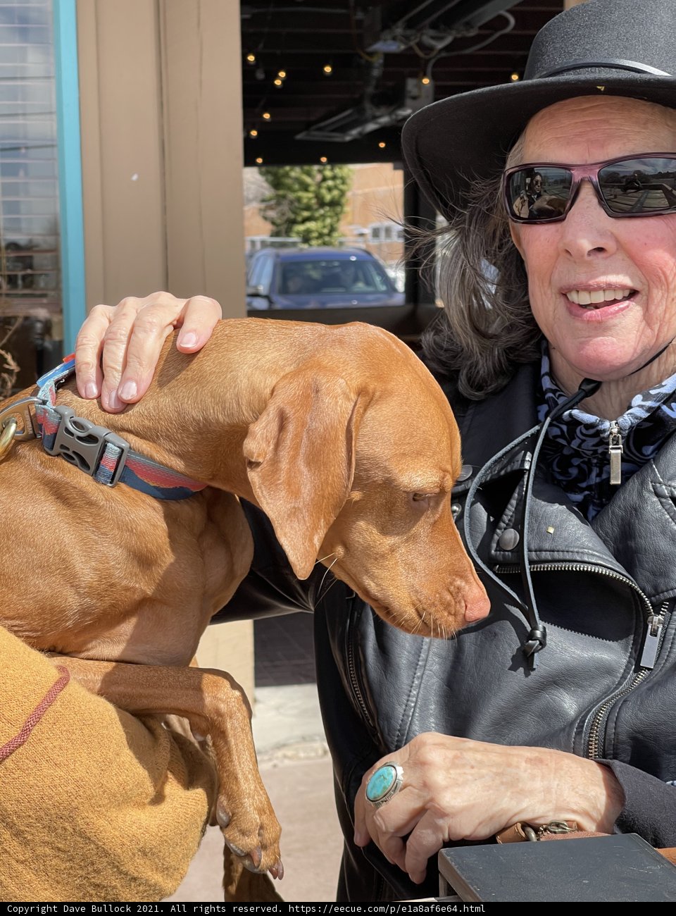 Canine Companion in the City