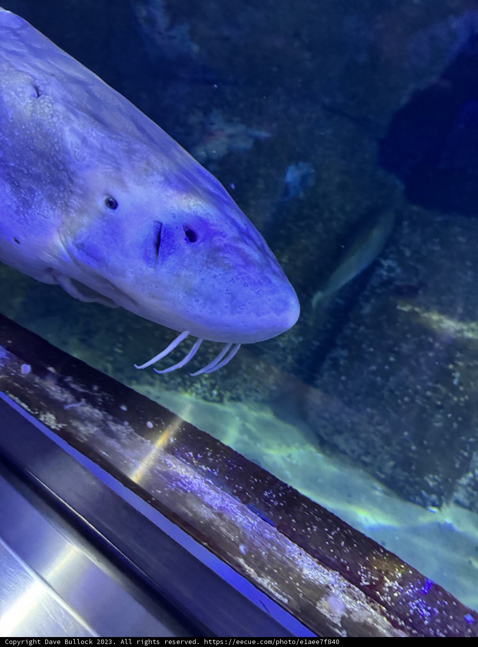 Unveiling the Aquatic Escape