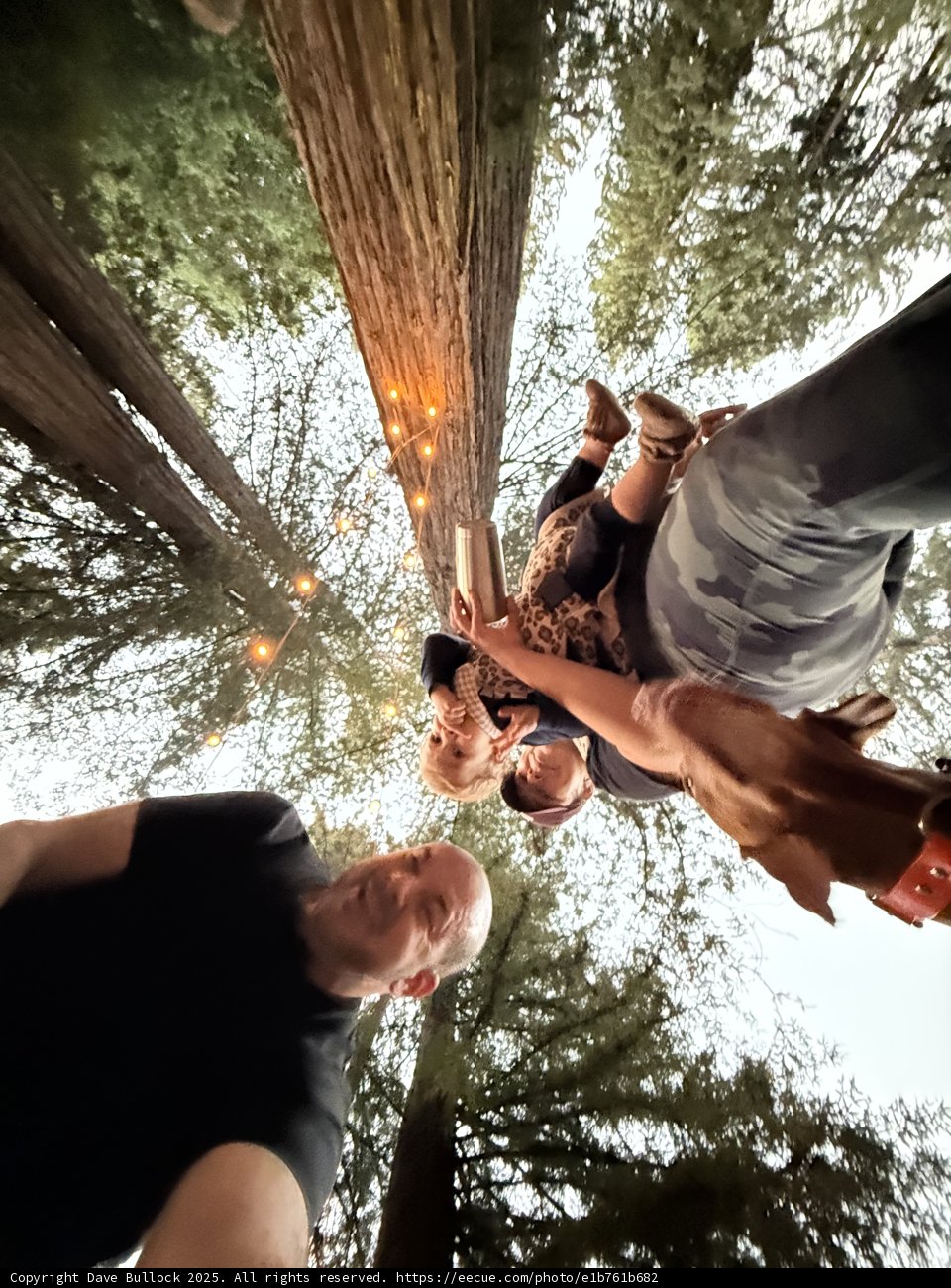 Among Giants: A Moment in the Grove
