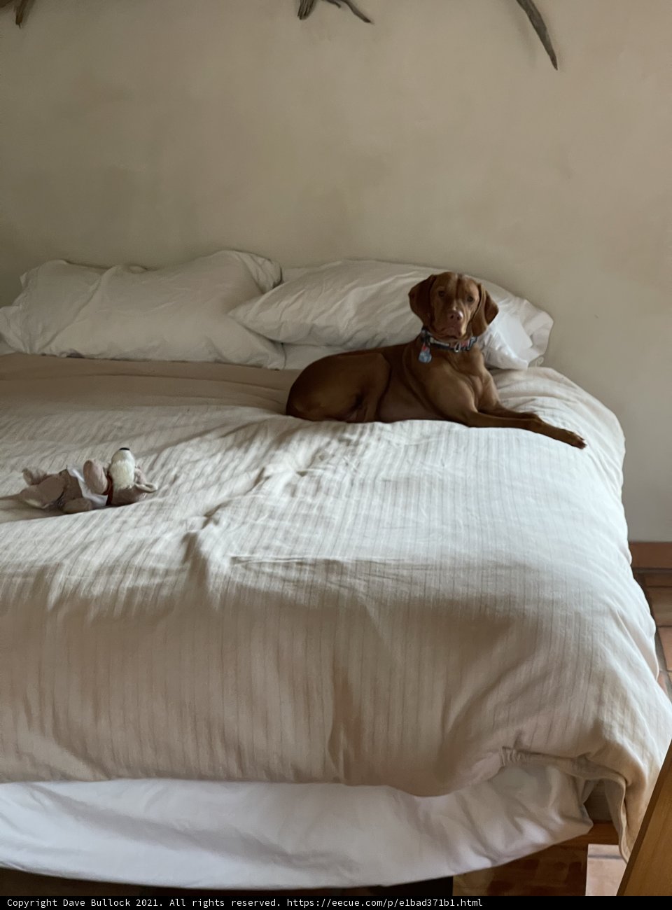 Comfy Canine Rests on Bed