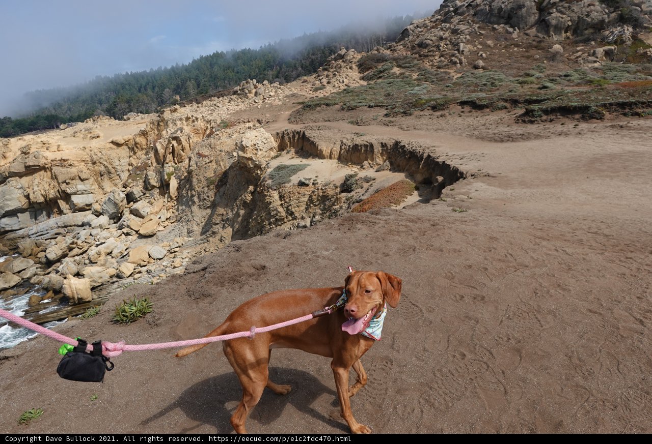 Walking a Vizsla on a Leash through Nature