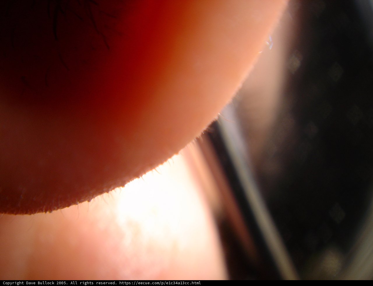 Ear Close Up