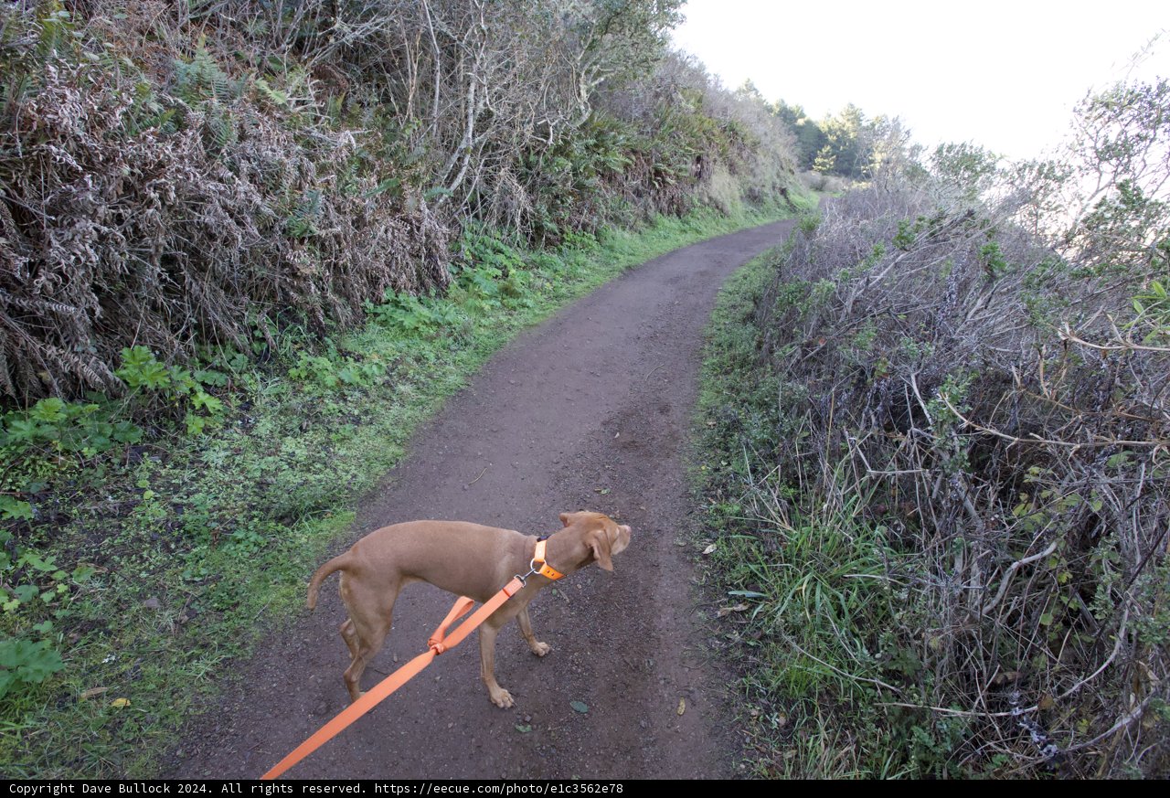 A Canine Adventure in the Marin Headlands